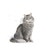 ROYAL CANIN® Sensible 33 10kg